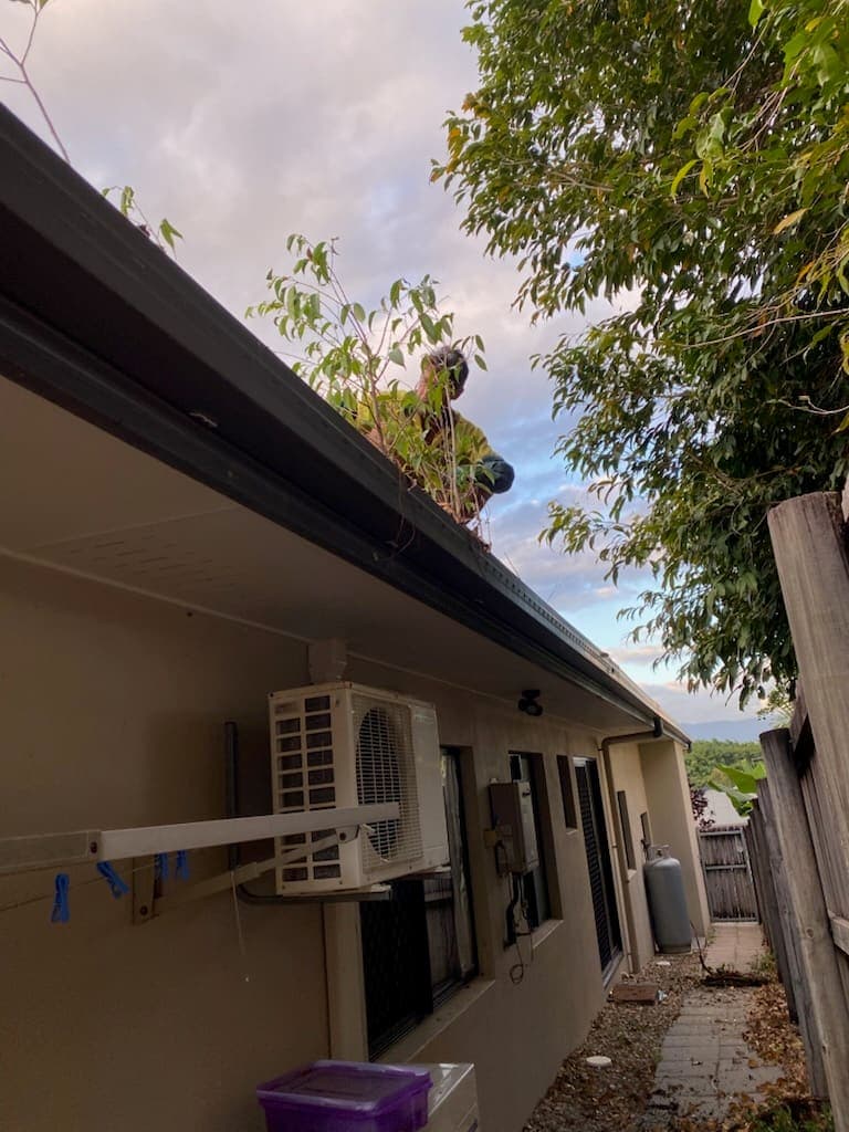 Worker on a house roof clearing a gutter beneath an overhanging tree