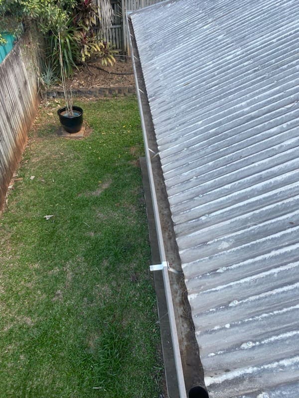 Roof gutter packed with wet leaf litter that can hold water after rain