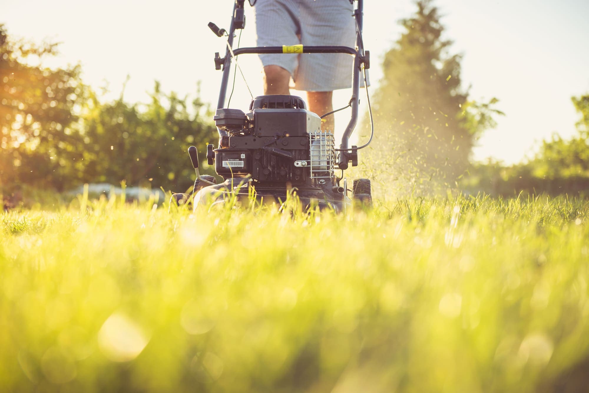 Rotary mower cutting a strip through a green lawn